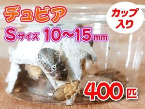 【送料無料】 デュビア Sサイズ 1.0～1.5cm 400匹 カップ入り アルゼンチンモリゴキブリ 肉食熱帯魚 爬虫類 両生類 [3549:broad]