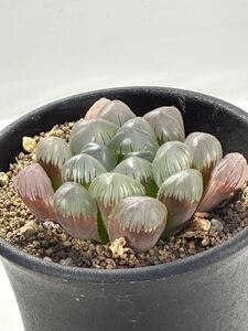  ハオルチア ブラックオブツーサ Haworthia 