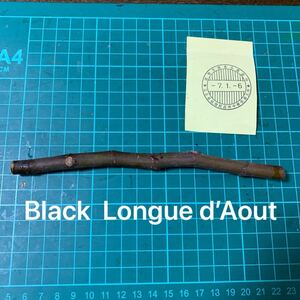 Black Longue d’Aout穂木　 イチジク穂木 いちじく穂木