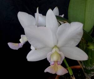 C. nobilior semi alba 