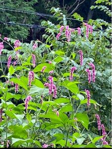 オオケタデ　大毛蓼の種子　野草　巨大植物　レア　50粒プラスα タデ 大きな赤い穂のような花 目を惹きます 