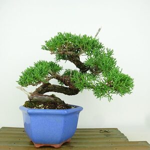 盆栽 真柏 樹高 17cm しんぱく Juniperus chinensis シンパク “ジン シャリ” ヒノキ科 常緑樹 観賞用 小品 現品