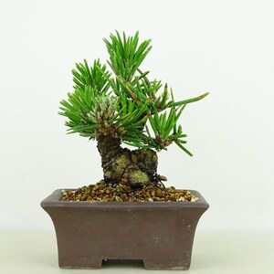 盆栽 松 黒松 寸松 樹高 約9cm くろまつ Pinus thunbergii クロマツ 寸梢 マツ科 常緑針葉樹 観賞用 小品 現品