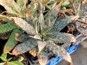 【自家採種“種子”/50粒】Aloe greatheadii (Rustenburg, RSA)/アロエ・グレアトヘアディー//多肉植物/ダビアナ