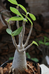 　Adenium arabicum (管理番号：ar26）アデニウム　アラビカム