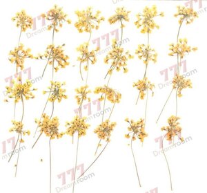 送料無料☆本物 押し花素材 ハンドメイド 花材 DR202HY　押し花　レースフラワー柄付　黄色染め　２４輪