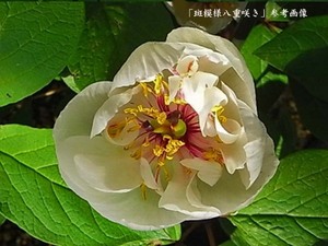 ♪山野草:：ヤマシャクヤク、山芍薬 『斑模様八重咲き　実生4年生』♪