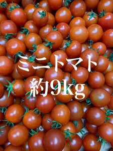 【熊本県産】新鮮 フレッシュ ミニトマト プチトマト 9kg 家庭用 規格外品