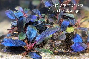 ブセファランドラsp.black angel（ブラックエンゼル）完全水中葉　№5