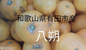 採れたて 八朔 和歌山県産 3Kg 訳あり はっさく 特産品 ほろ苦甘酸っぱいみかん ビタミンC 葉酸 ビタミンP クエン酸 フルーツ 柑橘類