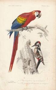 フランスアンティーク 博物画 『鳥類8　オウム　キツツキ』 多色刷り石版画