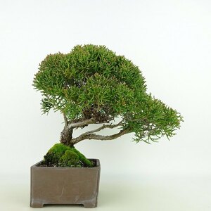 盆栽 真柏 樹高 約20cm しんぱく Juniperus chinensis シンパク ヒノキ科 常緑樹 観賞用 小品 現品