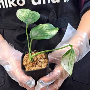 ☆新芽展開中☆191 スキンダプサス 植物☆Scindapsus White monster(スキンダプサス)/ サトイモ 