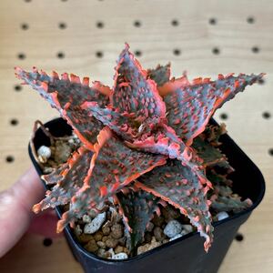 アロエ 実生　ハイブリッド 多肉植物 Aloe hybrid 216