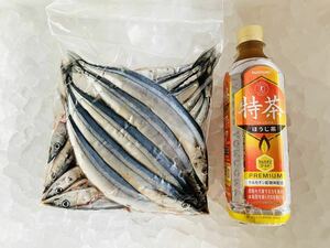 秋刀魚500g！送料一律！愛媛県豊後水道産漁師直送！冷凍発送 さんま サンマ