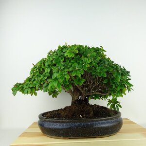 盆栽 皐月 鈴の誉 樹高 約22cm さつき Rhododendron indicum サツキ ツツジ科 常緑樹 観賞用 現品