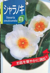 夏ツバキ(シャラの木)白花苗木