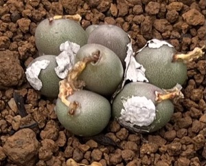 コノフィツム　Conophytum brunneum ③