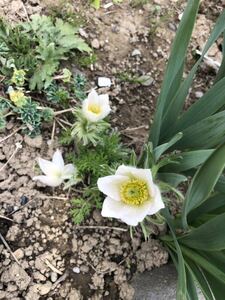 花種　西洋オキナグサ　白　約20粒　宿根草　北海道より