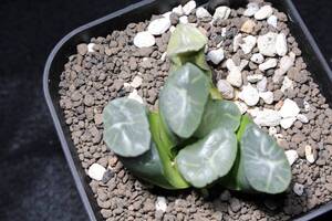 万象　紫皇帝　Haworthia　ハオルチア