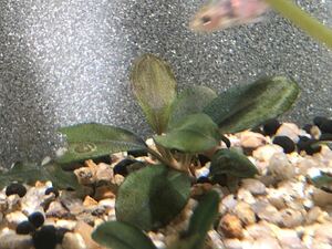 【kn便】Bucephalandra ブセファランドラ Shine Blue Carpet シャインブルーカーペット 水中葉 水草 熱帯植物