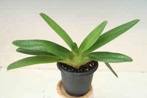 値引再出品！ 洋蘭 パフィオ TA11737 VS08-29 Paph. Mem. Glenn Gardner (rothschildianum 