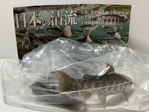 未開封 アマゴ ネイチャーテクニカラー 日本の清流 淡水魚 いきもん カプセルフィギュア ガチャ キタンクラブ 川魚