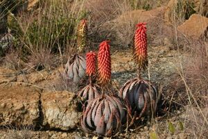 Aloe peglerae アロエ ペグレラエ ペグレア　種子 50粒