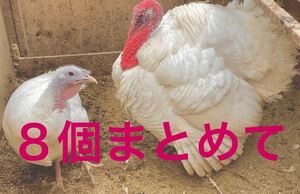 【送料無料】　8個まとめて　白七面鳥　シチメンチョウ　食用卵　ターキー　七面鳥　有精卵　ホワイト　ワイルド　ターキー　七面鳥の卵