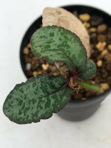 9329 「多肉植物」ユーフォルビア クレメルシー 斑入り葉 植え【発根・発芽・Euphorbia cremersii】