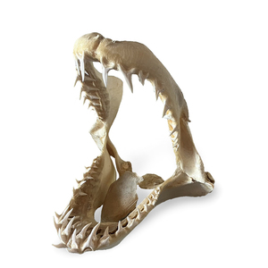 【アオザメ 顎骨格標本】検：レトロビンテージ海洋生物インテリア鮫魚シャーク牙オブジェサメ置物飾り装飾
