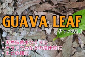 【送料無料】無農薬　グァバの葉　100ｇ（3リットル）1袋　　ブラックウォーター　ベタ　ビーシュリンプ　レッドビー　ワイルド　