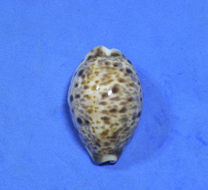 貝の標本 Cypraea lynx 36mm.