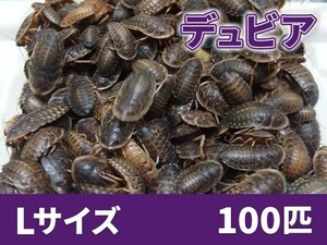 【送料無料】 デュビア Lサイズ 2.0～3.0cm 100匹 紙袋配送 アルゼンチンモリゴキブリ 肉食熱帯魚 爬虫類 両生類 [2755:broad]