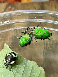 アカスジキンカメムシ 生体3匹セット 新成虫と終齢幼虫 昆虫 甲虫 珍しい カメムシ