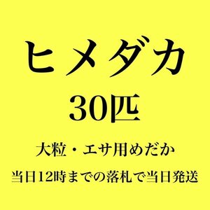 【新潟養魚場】 高評価　ヒメダカ　30匹　エサ用めだか　めだか卸　業務用特価　即日発送