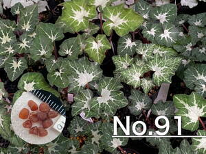 【種子】No.91 原種シクラメン C. hederifolium subsp. crassifolium CSE93073よりmix１０粒