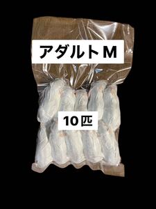 国産冷凍アダルトマウスM 10匹　送料込　沖縄及離島発送別料金　即発送　同梱可