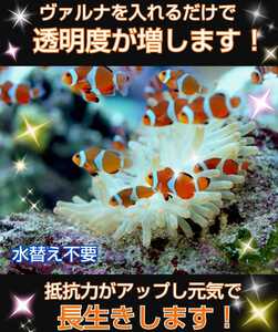 熱帯魚の飼育者絶賛【ヴァルナ8センチ】有害物質を強力抑制！病原菌や感染症を防ぎ透明度が抜群に☆水槽に入れるだけ！水替え不要になる！