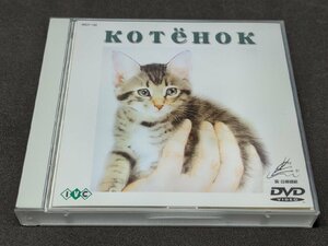 セル版 DVD こねこ 旅するチグラーシャ / dc081