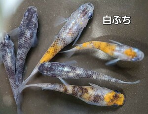 白ぶち　メダカ　有精卵30個+α　白ブチ　めだか　三色　和柄　すみれ