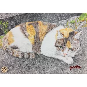 色鉛筆画「 居場所 」Ａ４・額付き◇◆手描き◇原画◆猫◇◆yotto◇