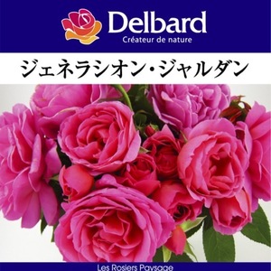 送料無料　ジェネラシオン ジャルダン　新苗4号鉢　　鉢植え バラ 薔薇 デルバール フレンチローズ ジェネラシオンジャルダン