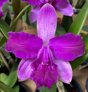 C. intermedia f. rubra