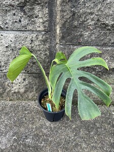 Monstera deliciosa var sierrana (Sierra de juarez Oaxaca MX)TK202009 モンステラシエラナ