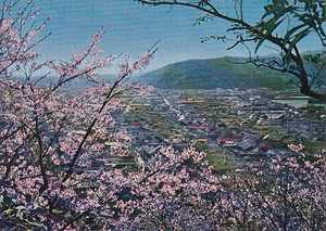 ∞K4絵葉書　鳴門妙見山公園の桜　（徳島県）