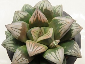 ■[Y064]Rainbow Storm×Gigant Storm　実生　未繁殖【多肉植物　Haworthia　ハオルチア　ハオルシア】