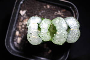 Haworthia truncata / 玉扇　写楽　ハオルチア