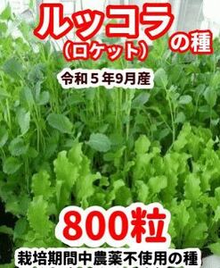 ルッコラの種【800粒】栽培期間中農薬不使用の種