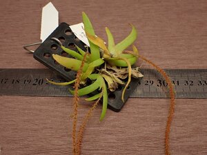 Oberonia mucronata オベロニア・ムクロナタ 773●ラン苗